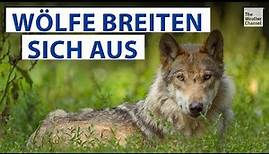 Deutschlandkarte: Wo leben die meisten Wölfe?