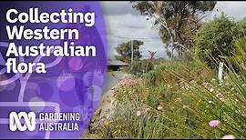 Meeting a collector of Western Australian flora | Australian native plants | Gardening Australia