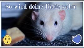 Tierisches Wissen: So zähmst DU deine Ratten