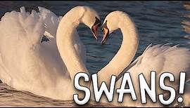 Swans! Swan Facts for Kids