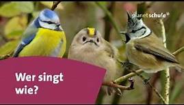 Singvögel erkennen und unterscheiden - Das kleine 1x1 der Artenkunde | Planet Schule
