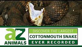 Discover the Largest Cottonmouth Snake Ever Recorded