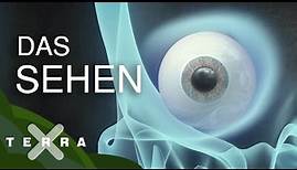 Das Auge – eine Erfolgsgeschichte der Evolution | Terra X