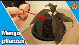 Mango Pflanzen - So kannst du einen Mangobaum selber ziehen 🍈🌱