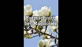 Formschnitt bei Magnolien I Pflanzen-Kölle