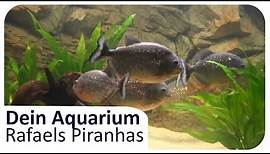 Raphaels Piranhas in 700l | Dein Aquarium #12