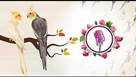 Cockatiel bird to singing and talking | cockatiel singing training