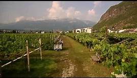 Südtirol Wein - Schulungsvideo
