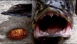 The Origin Of 'The Fish From Hell' | SNAKEHEAD | River Monsters
