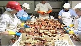 Crab Processing | 04