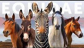 All 9 Equid Species & 9 Beautiful "Wild" Horses