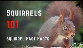 Squirrels 101 - The Squirrel Species Information and Quick facts