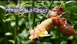 How Cicadas Evolved to Emerge Every 17 Years