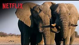 The Ivory Game | Das Elfenbein-Komplott – Offizieller Trailer | Netflix Dokumentation I Netflix