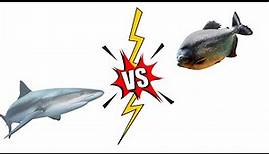 Aquarium Shark vs Piranha