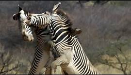 Epic Zebra Fight For Mate | Africa | BBC Earth