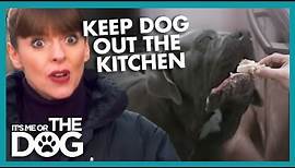 How To Keep Dogs Out Of The Kitchen | It's Me Or The Dog