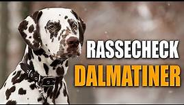 Dalmatiner Rassecheck - Rasseportrait, Rassebeschreibung, Informationen zur Rasse Dalmatiner