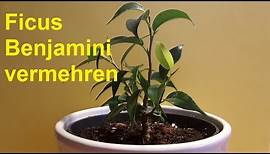 Birkenfeige Ficus Benjamini vermehren durch Stecklinge - Ableger Ficus Benjamina