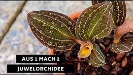 Aus 1 mach 2: Juwelorchidee (Ludisia discolor) - Pflanzen einfach vermehren (stufenweise Anleitung)