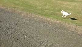 Parson Russell Terrier running at 40 km