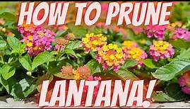 How to Prune Lantana | Master the Art of Lantana Pruning!