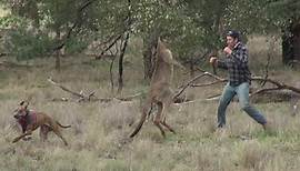 GMX News - Dieser Mann schlägt ein Känguru - und rettet...