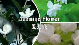 世界著名萨克斯名曲之一《Jasmine Flower -茉莉花》不愧是名曲