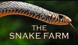 Bangkok Snake Farm (Queen Saovabha Memorial Institute Thailand) - Things to do in Bangkok