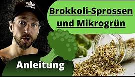 Brokkoli-Sprossen und Mikrogrün ziehen- Anleitung- die gesündesten Sprossen!