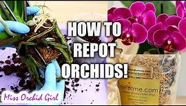 Orchid Care for Beginners - How to repot Phalaenopsis Orchids