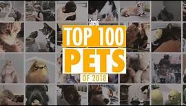 Best Pets Of The Year 2018 Part 1 | The Pet Collective