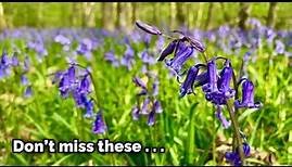 The English Bluebell - A Very British Wildflower