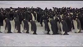Ein Besuch an der Kaiserpinguin-Kolonie in der Atkabucht, Antarktis