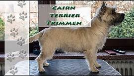 Was bedeutet "trimmen"? | Cairn Terrier | Hundekanal
