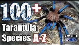 Top 100 Plus Favorite Tarantula Species - A Collection Tour