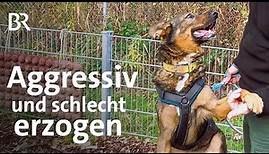 Trainingsprojekt für schwer vermittelbare Hunde aus dem Tierheim | Schwaben + Altbayern | BR