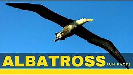 Albatross facts for kids – Interesting information about Albatross diet & Lifespan