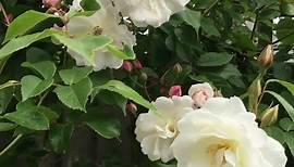 Плетистая роза Adelaide d'Orleans (Аделаид д'Орлеан). Внимание на кисти! Летом всё в белой пене!