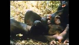 The Chimps of Gombe Part 2