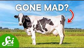 What Actually Caused Mad Cow Disease