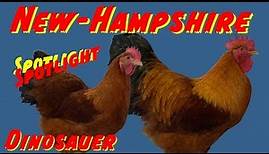 🐓 New-Hampshire Hühner Spotlight 💡