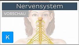 Einführung: Was ist das Nervensystem? (Vorschau) | Kenhub