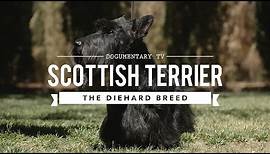 ALL ABOUT SCOTTISH TERRIERS