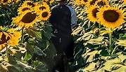 Good morning - sunflower 🌻 . .... - Thy Vireak - ធី វីរៈ