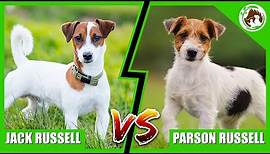 COMPARING JACK RUSSELLS & PARSON RUSSELLS - Who's The Best Dog Breeds?