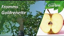 Alte Apfelsorte ist die Obstsorte des Jahres | MDR Garten