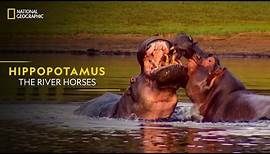 Hippopotamus - The River Horses | World's Deadliest | National Geographic