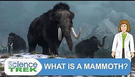 Mammoths: What is a Mammoth | Science Trek