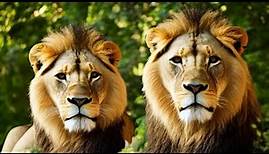 Descubre por qué el león es el rey de la selva